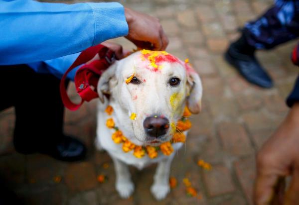 \"dogs-celebrated-nepal-kukur-tihar-festival\"